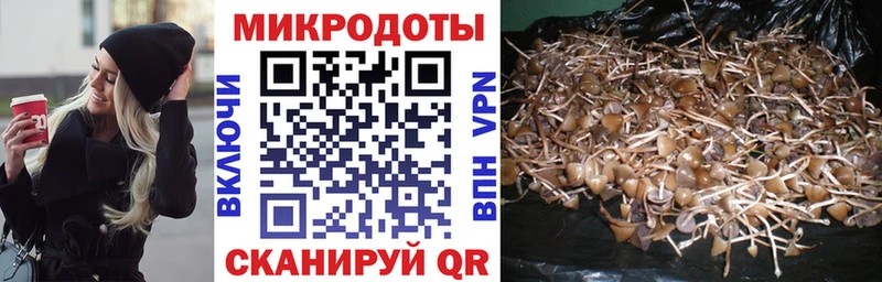 Псилоцибиновые грибы Cubensis где можно купить наркотик Баксан